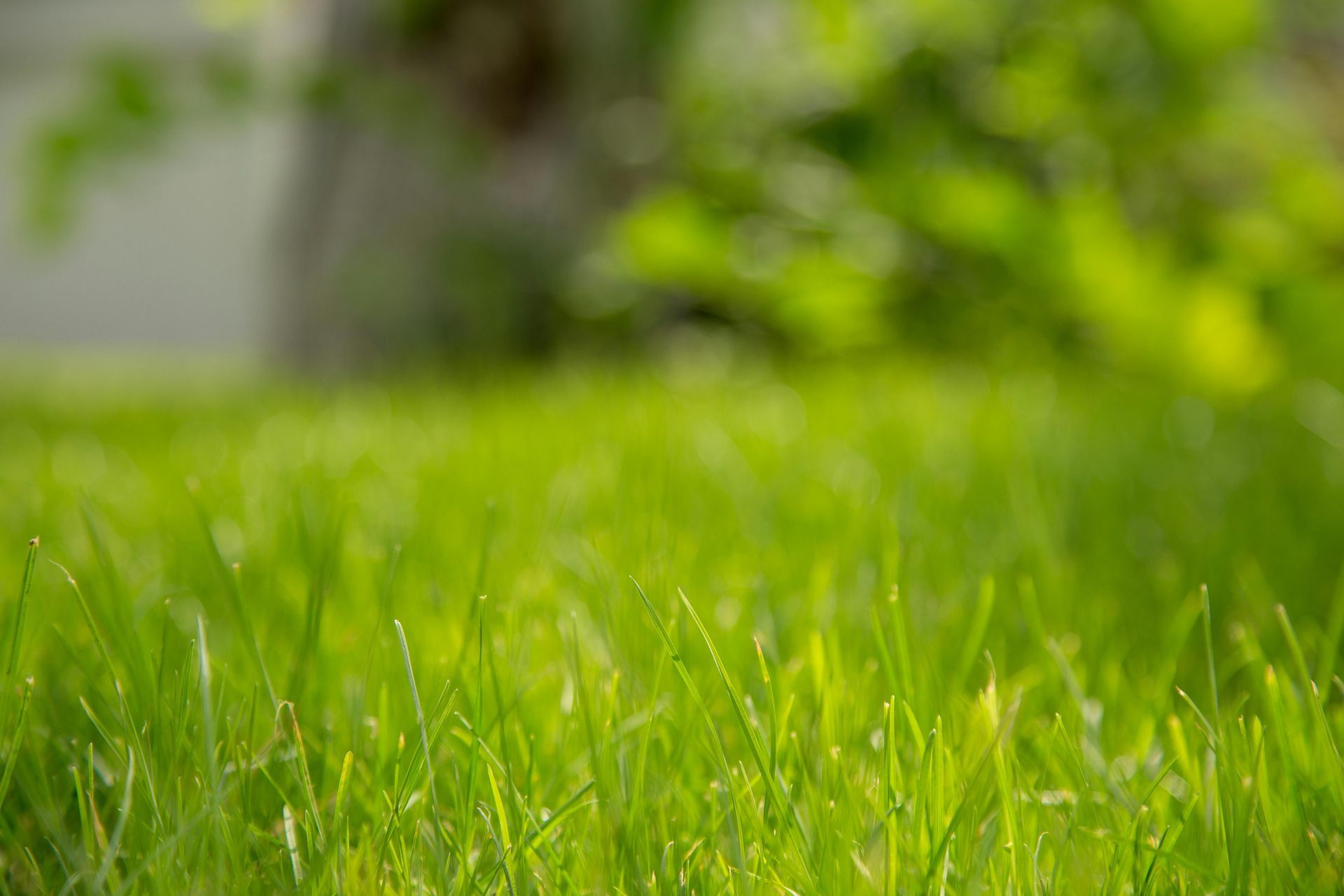 Close-up of bright green grass with blurred background of a tree and foliage.