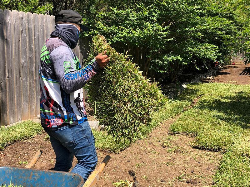 A man wearing a mask is pushing a wheelbarrow full of grass.