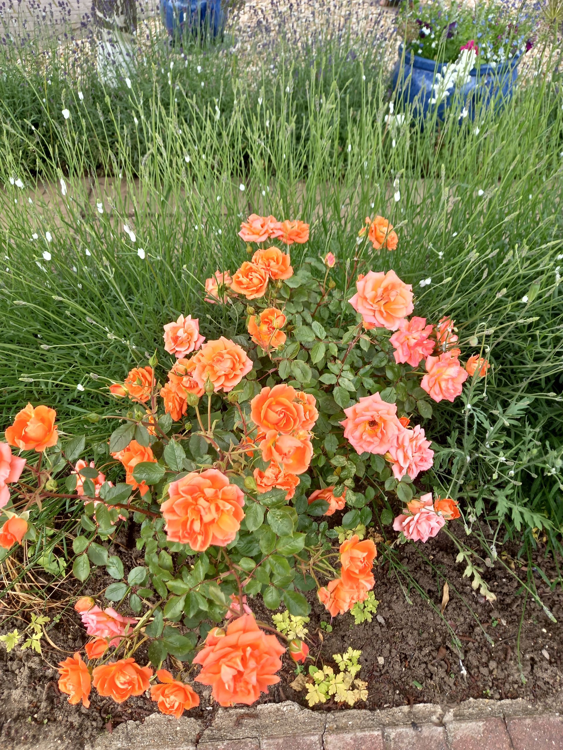 Photo of a rose bush