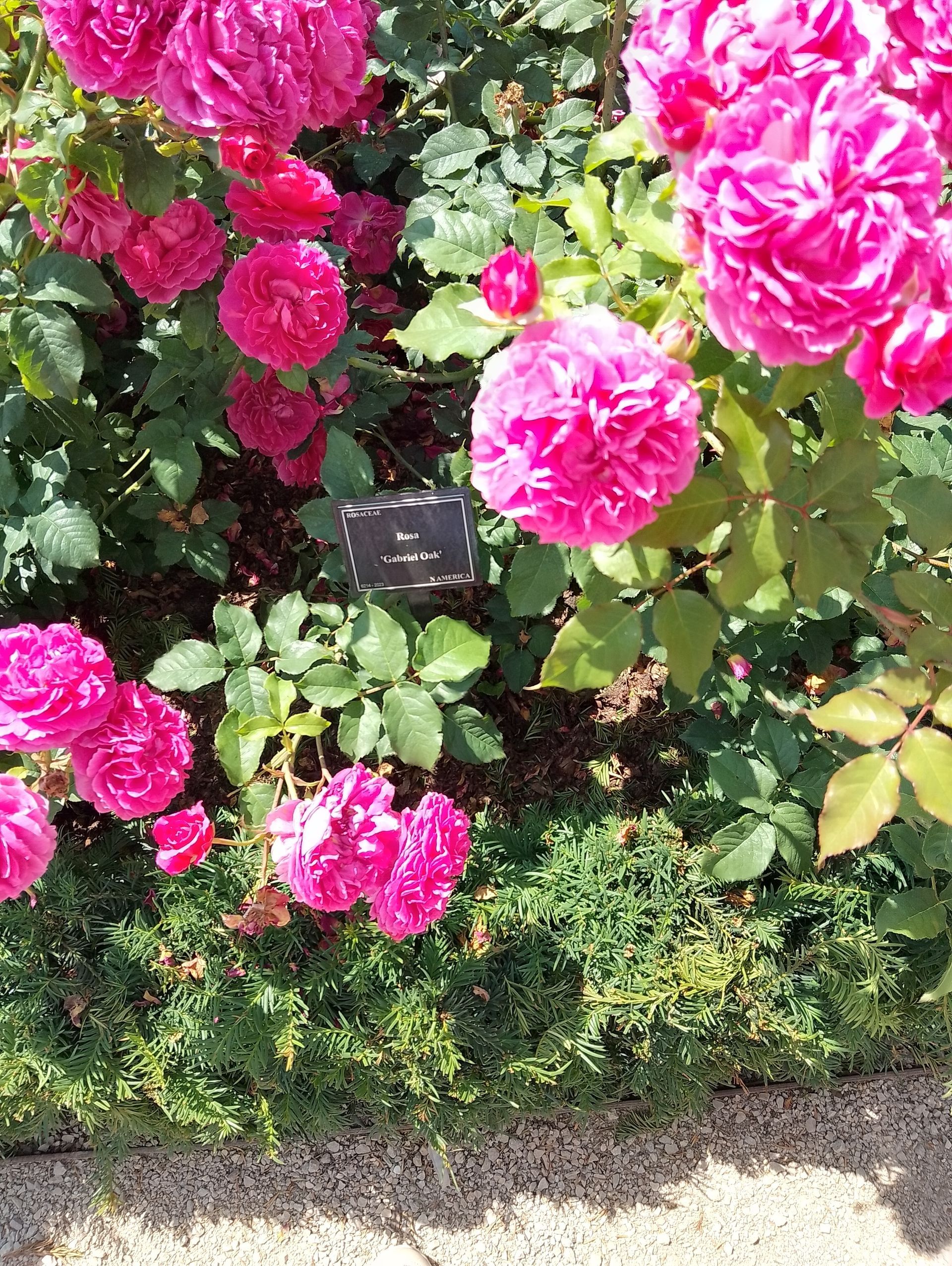 Photo of a rose bush