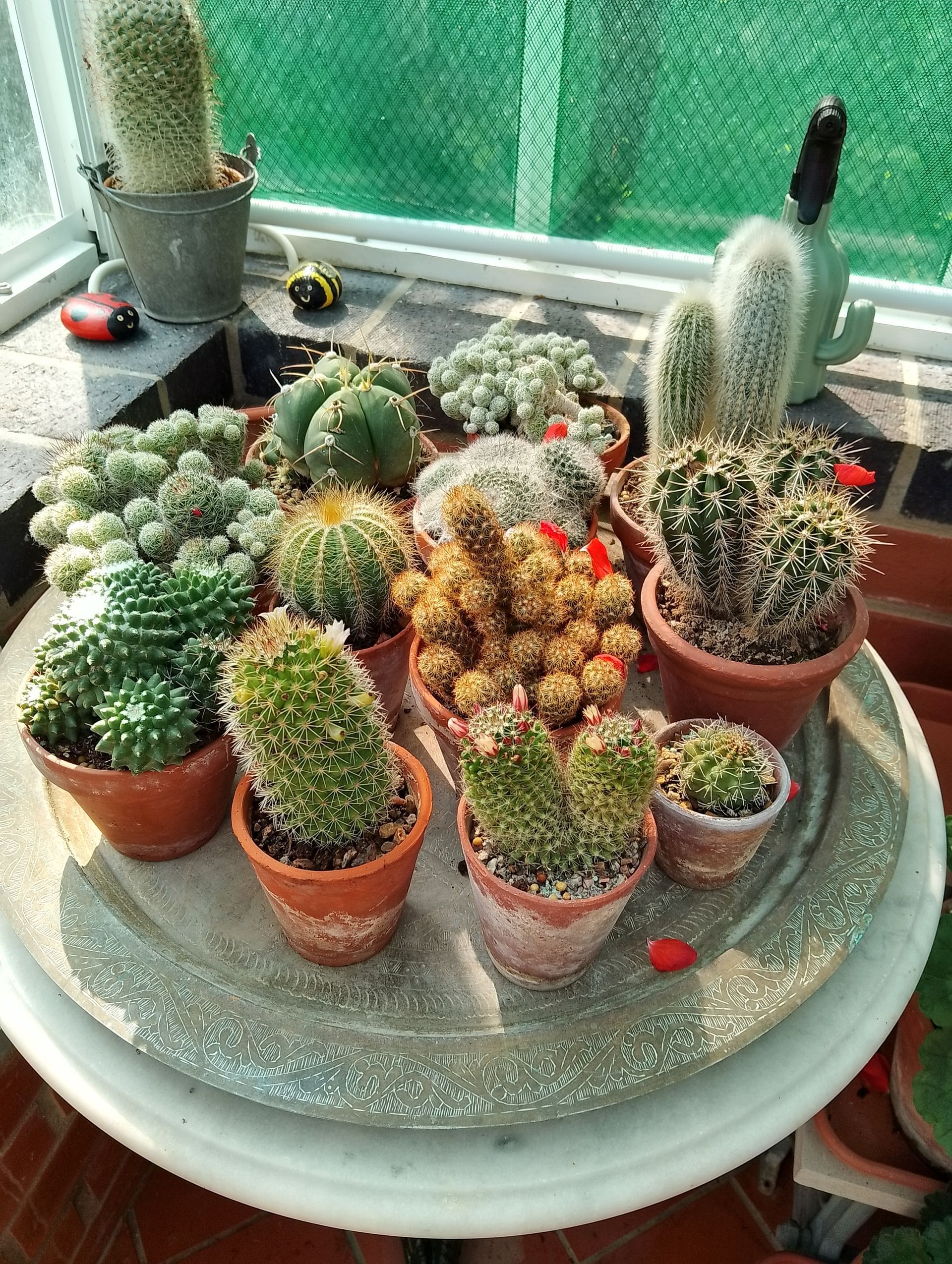 Photo of some cacti