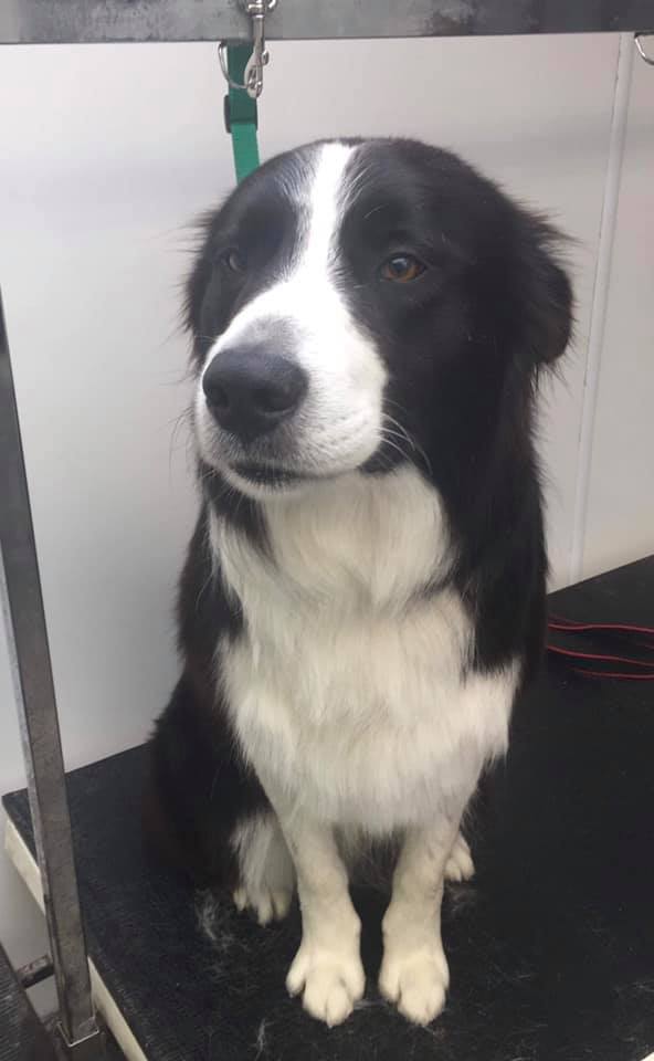 : Immaculate, where is the dog show