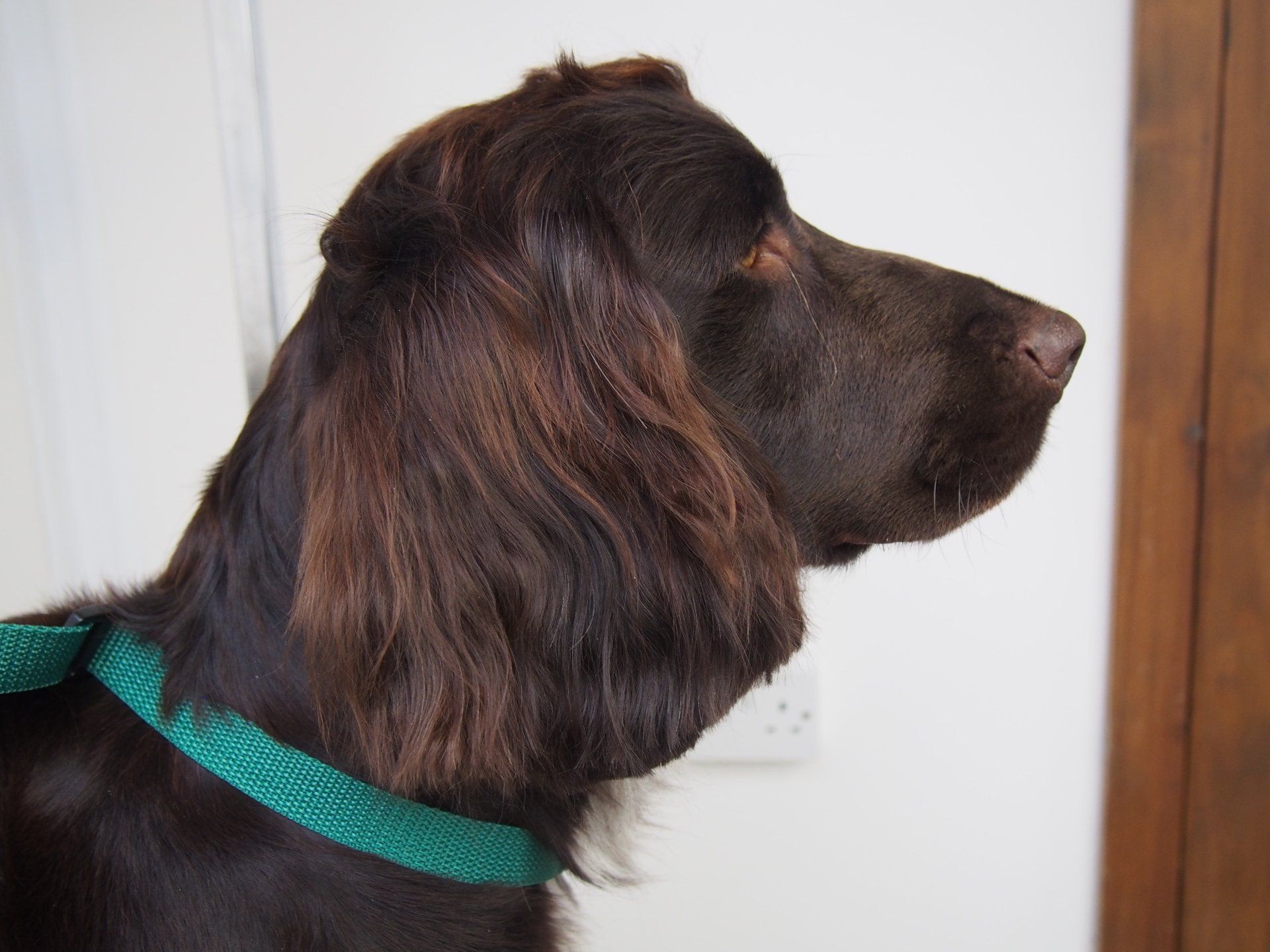 Thank you, good job, my Dad had splendid ears too