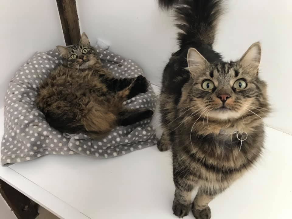 Cattery