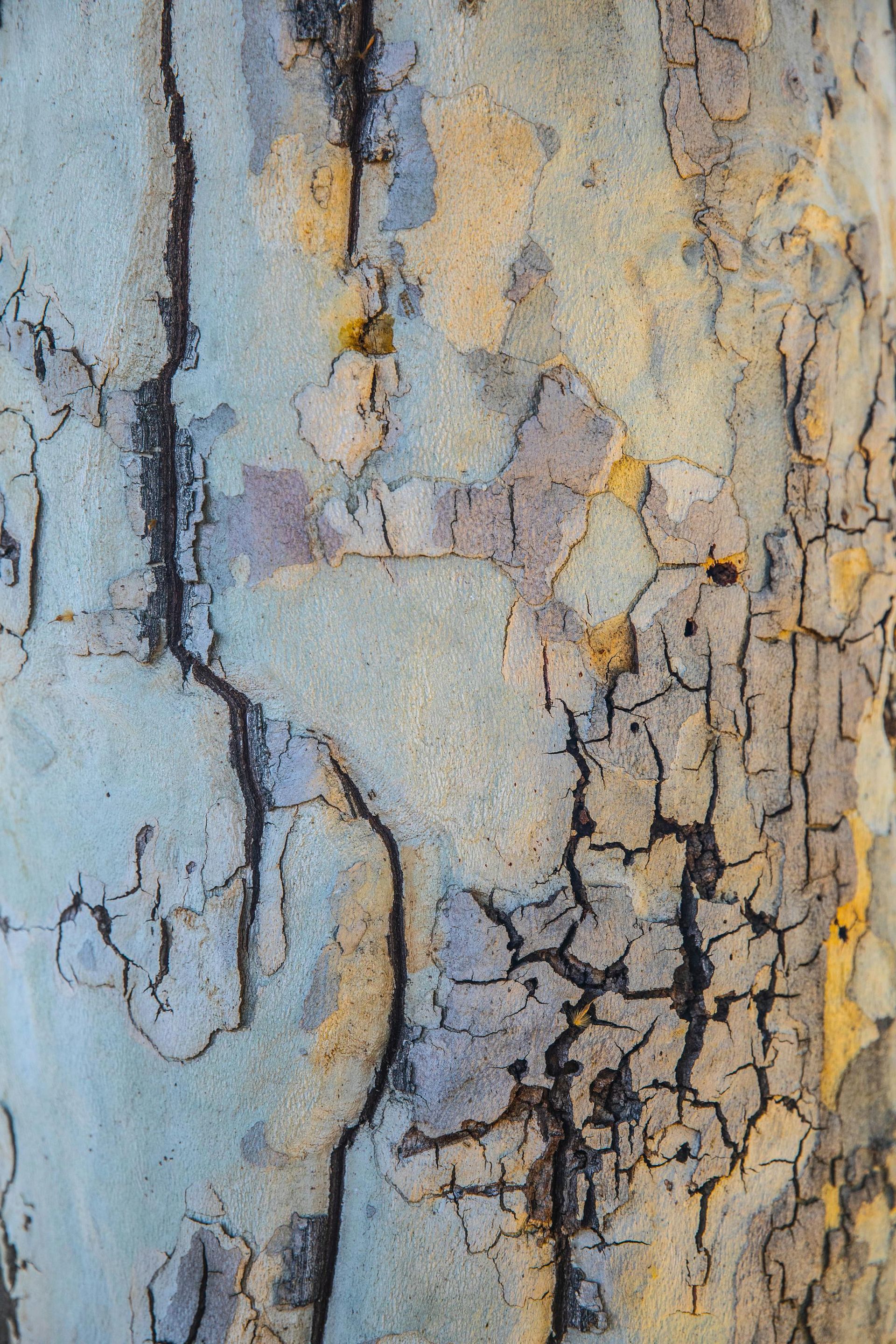 Close-up of a tree trunk with peeling bark showing patches of blue, tan, and yellow.