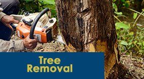 Tree Services — Cutting Down Tree in Waterbury, VT
