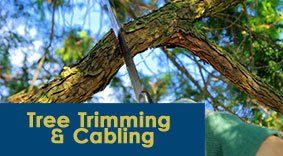 Tree Trimming — Cutting Branch in Waterbury, VT