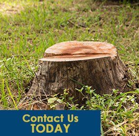 Tree Stumping — Tree Stump in Waterbury, VT