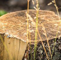 Tree Removal — Cut Tree in Waterbury, VT