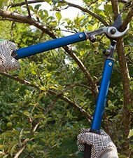 Tree Trimming — Cutting Tree Branch in Waterbury, VT