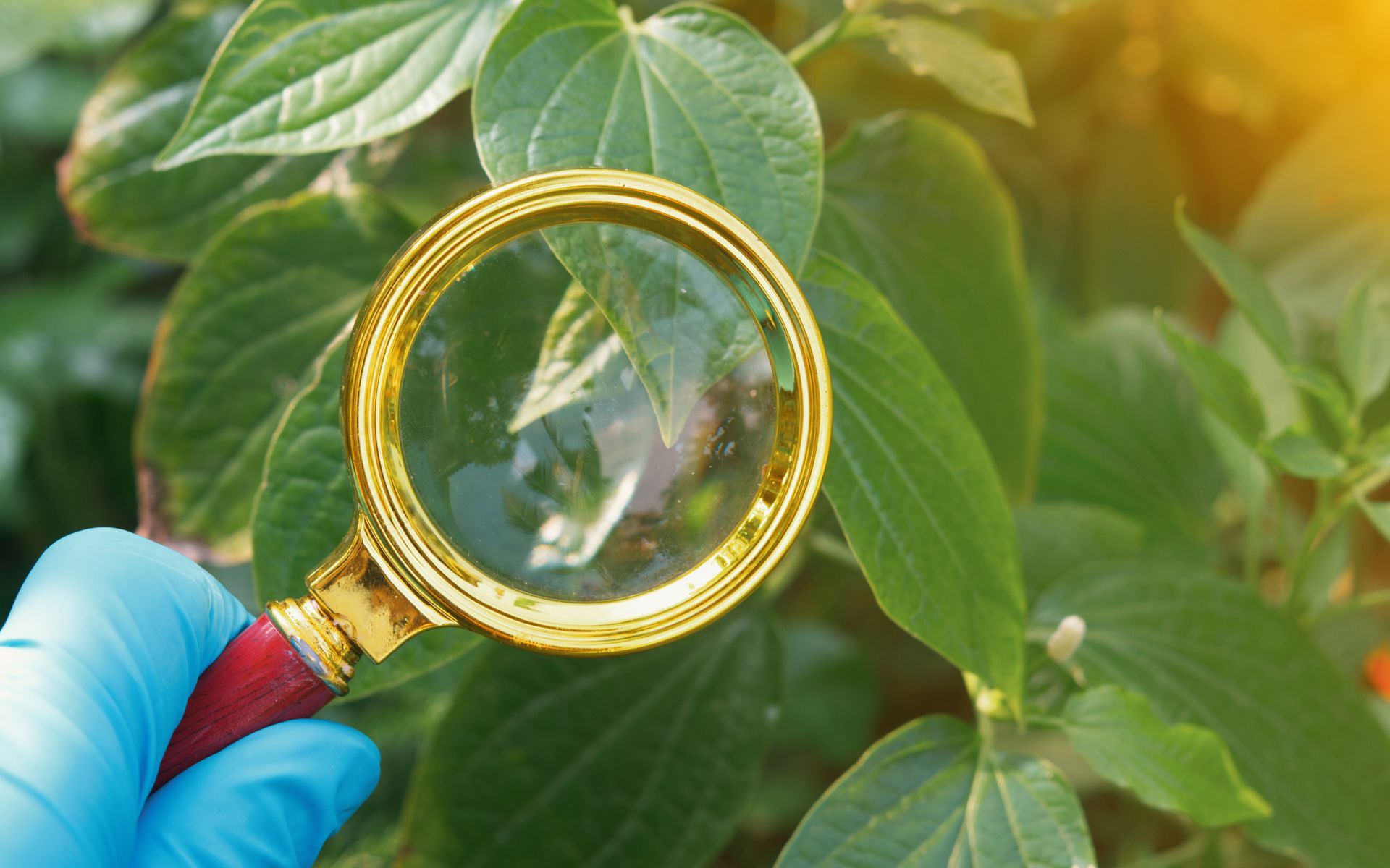 Plant diseases are conditions caused by pathogens such as fungi,bacteria,viruses,pests that adversely affect the health and growth of plants. Symptoms include wilting, discoloration, and deformities.