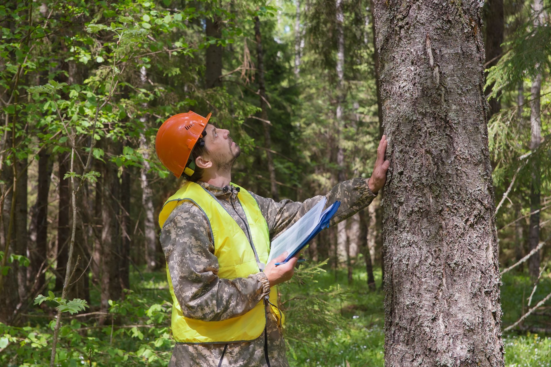 A forest engineer works in the forest. The forester examines the forest plantation. Voluntary forest certification.