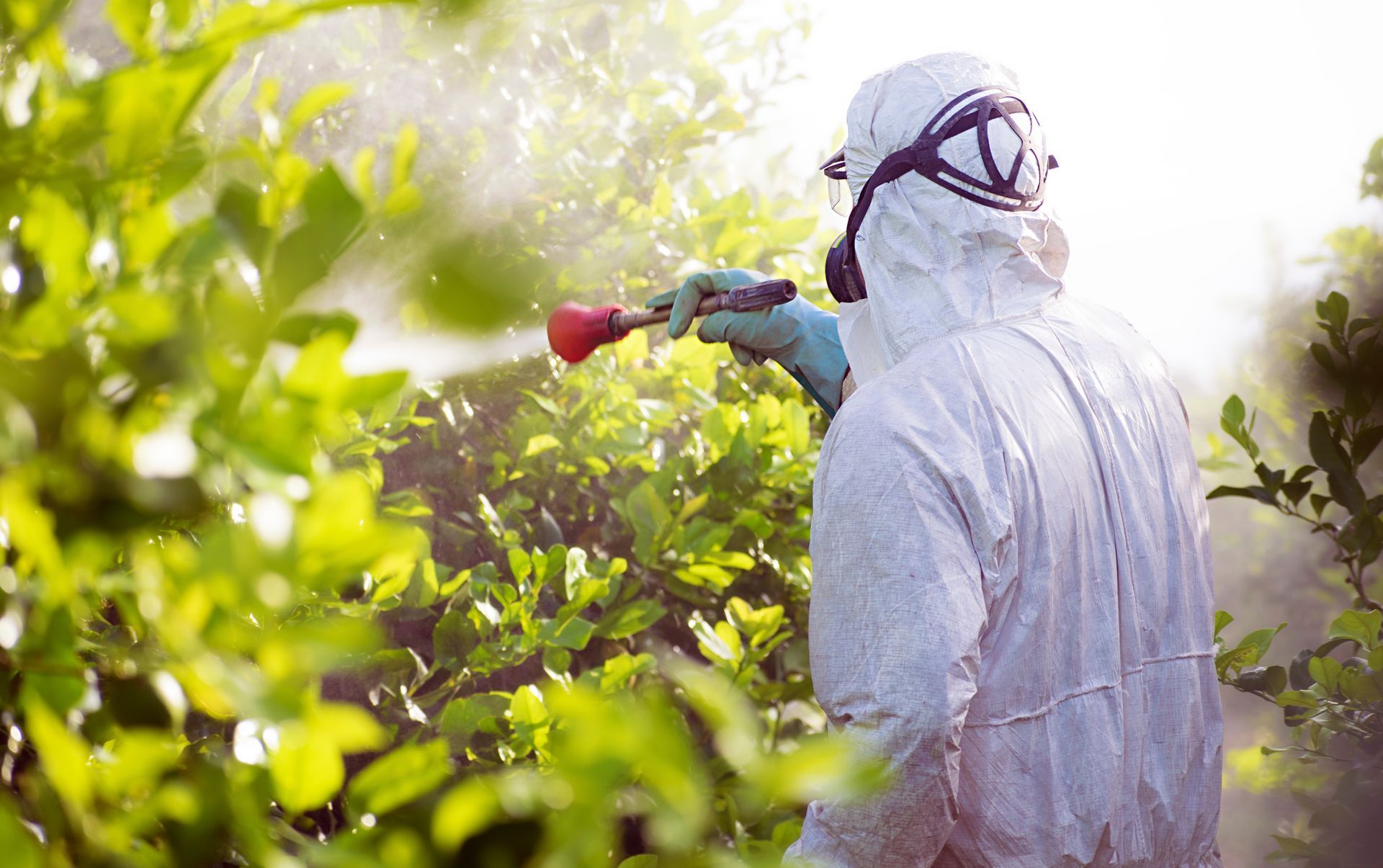 Weed insecticide fumigation. Organic ecological agriculture. Spray pesticides, pesticide on fruit lemon in growing agricultural plantation, spain. Man spraying or fumigating pesti, pest control.