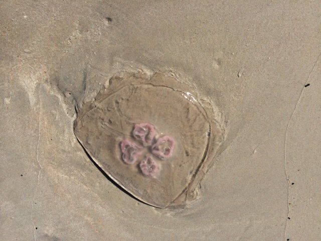 A jellyfish is floating in the sand on the beach