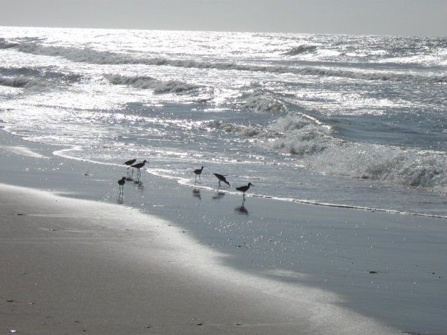 A group of birds are standing on a beach near the ocean.