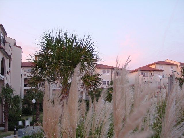 Palm trees and tall grass in front of a building at sunset