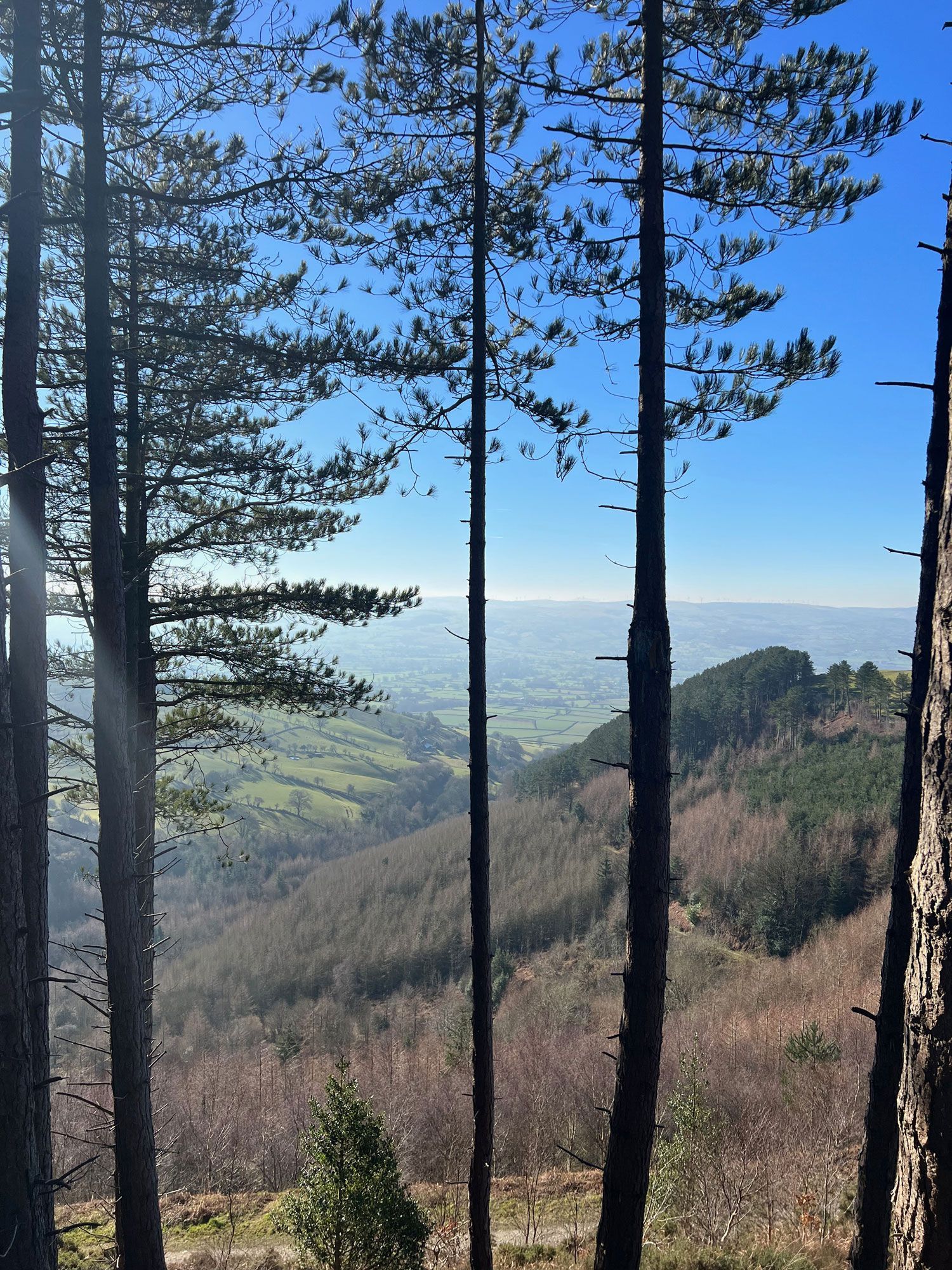 trees and hills of clwydian range