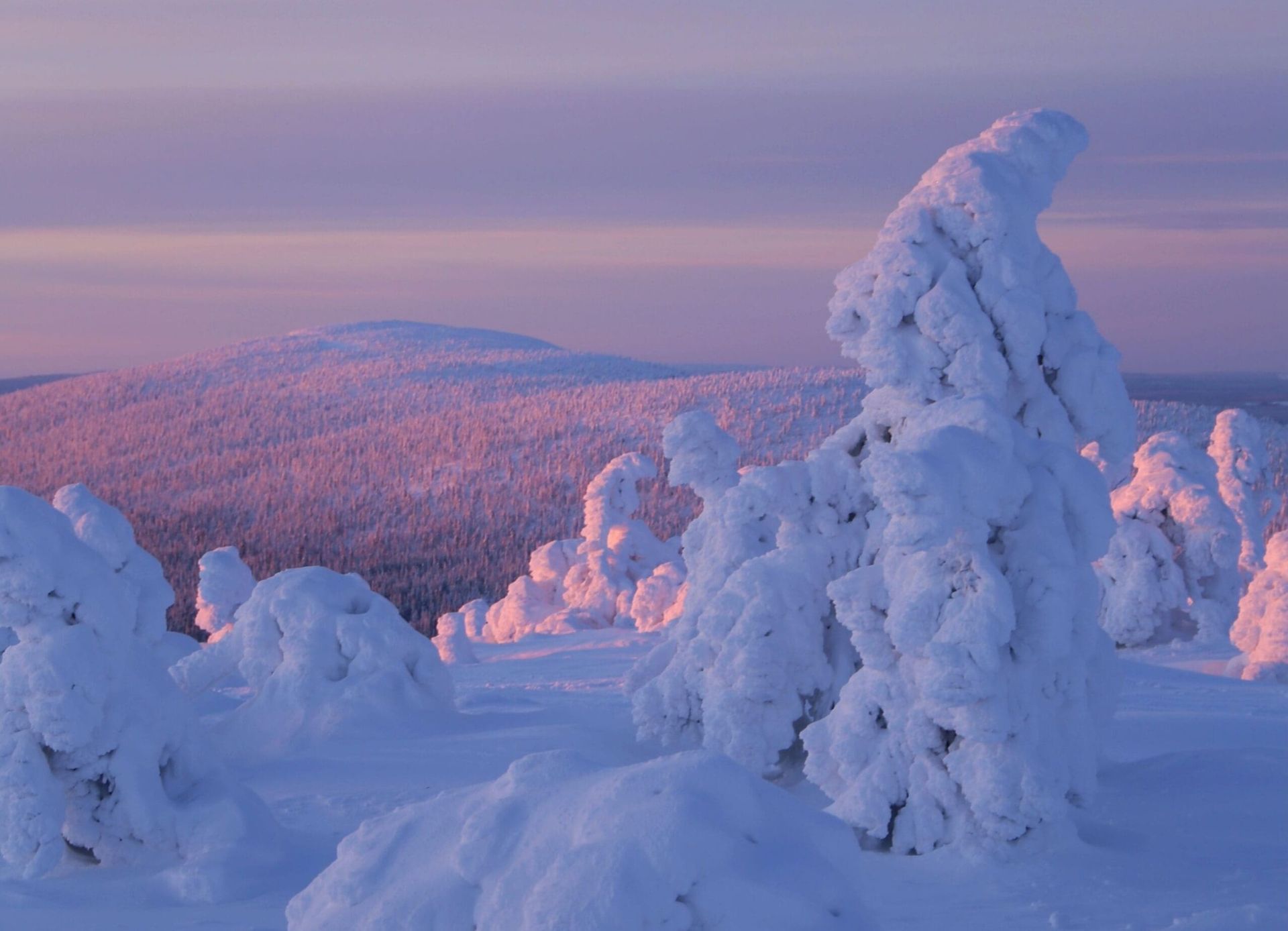Deep snow on trees at sunrise