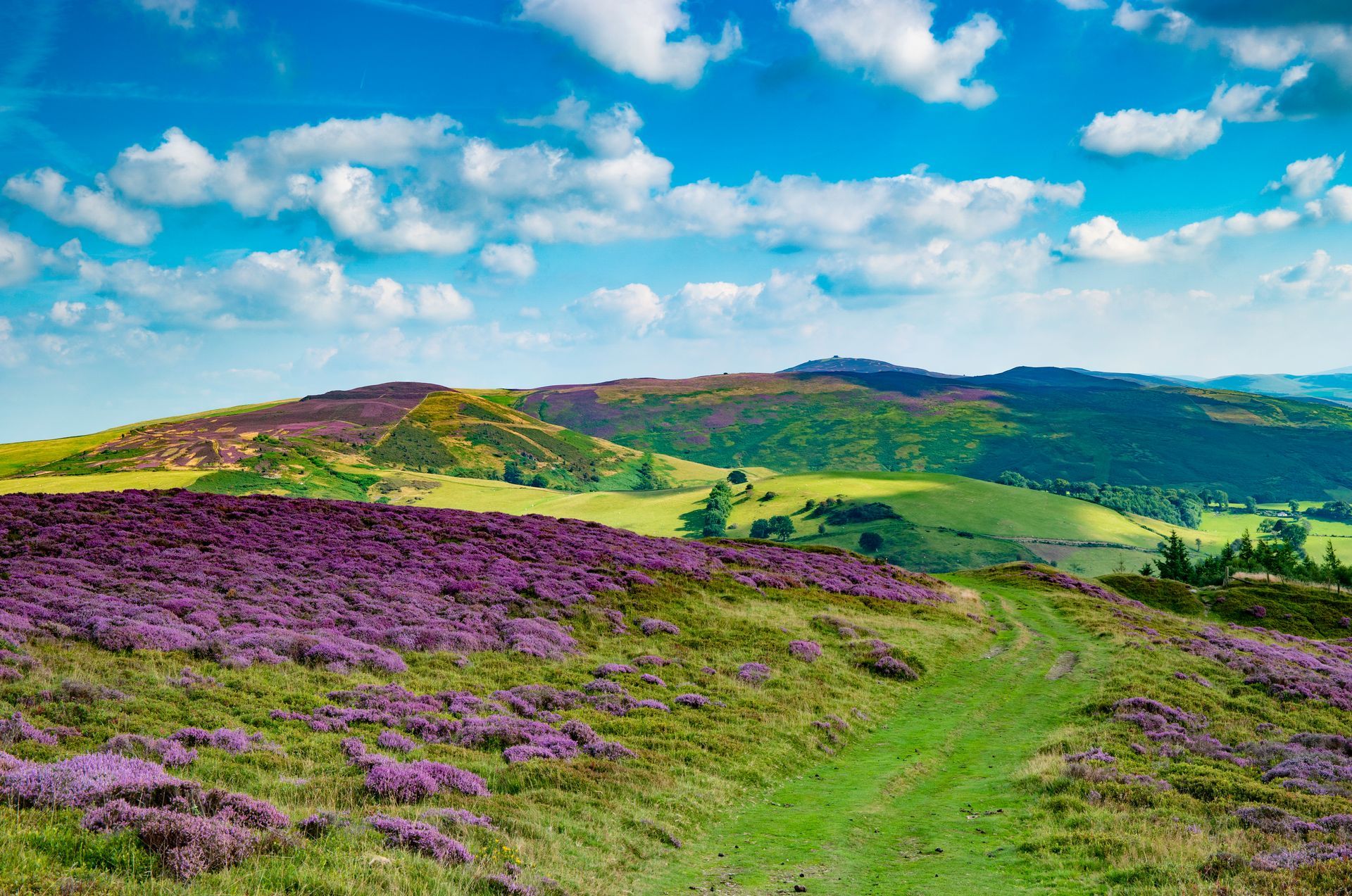 Purple heather field on a hillside with a green path under a blue sky with clouds.