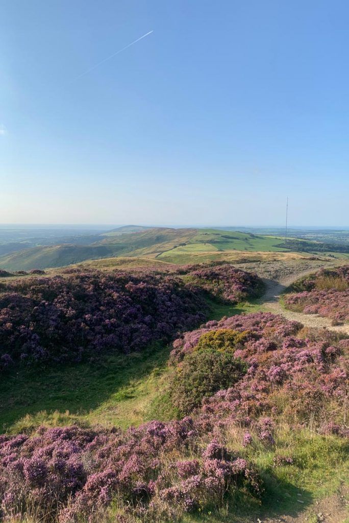 Purple heather field on a hillside with a green path under a blue sky with clouds.