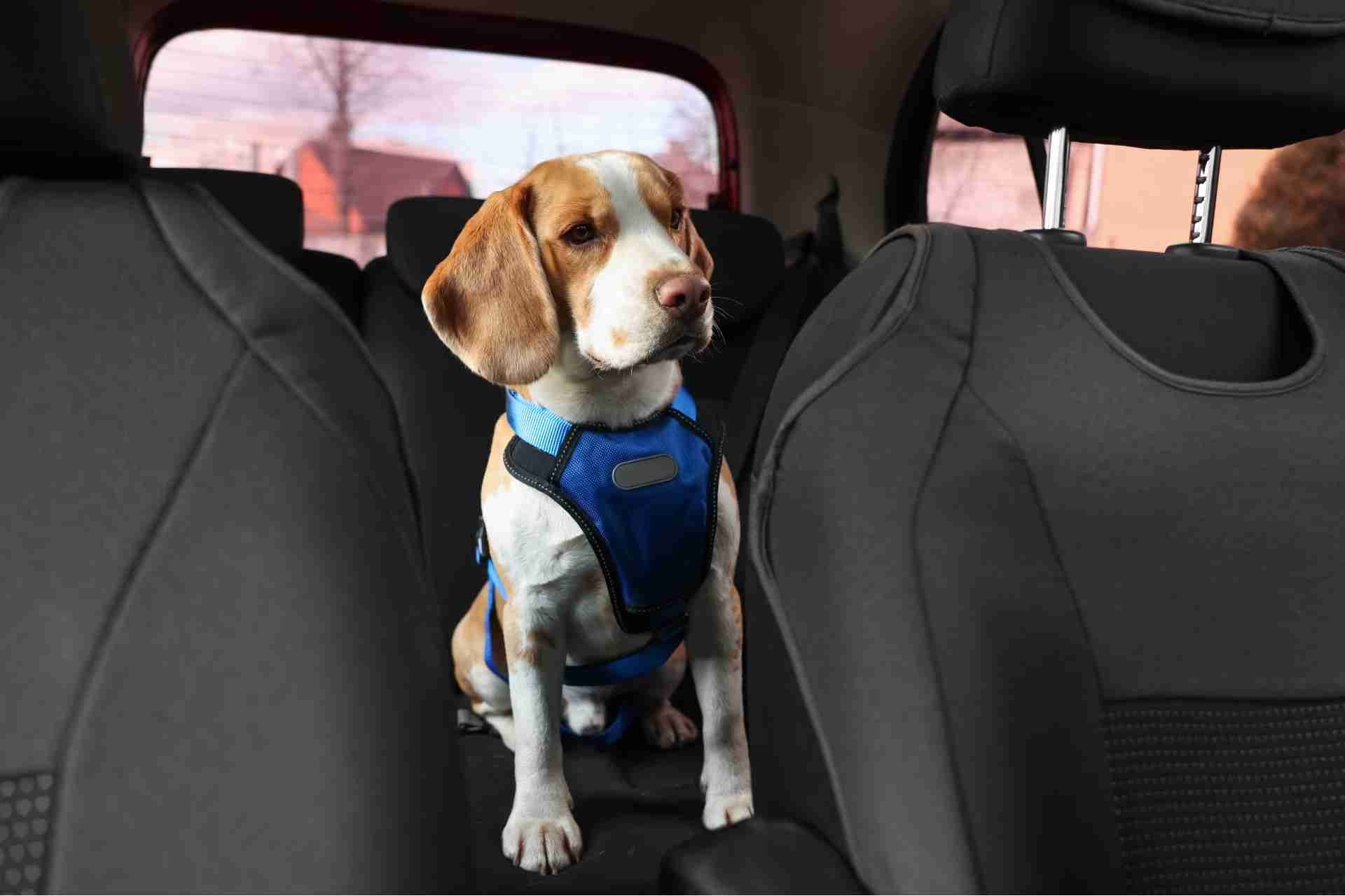 Challenges in Removing Pet Hair from Your Car