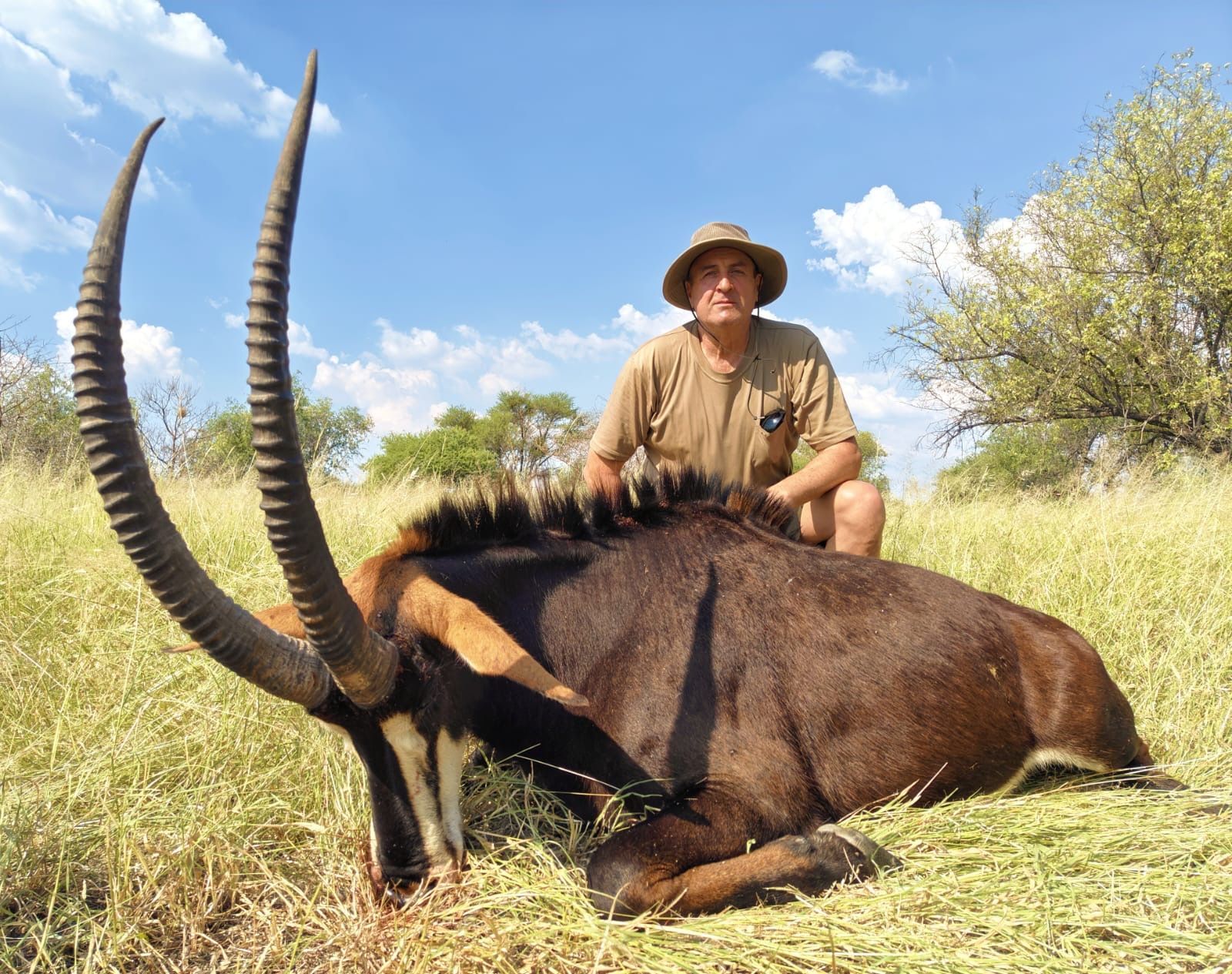 Sable antelope in tall grass under a blue sky.