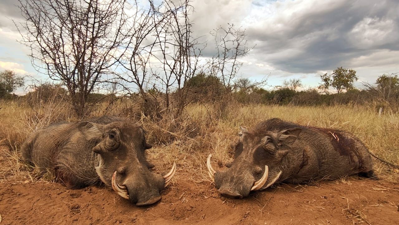 TWO BIG WARTHOG BOARS 