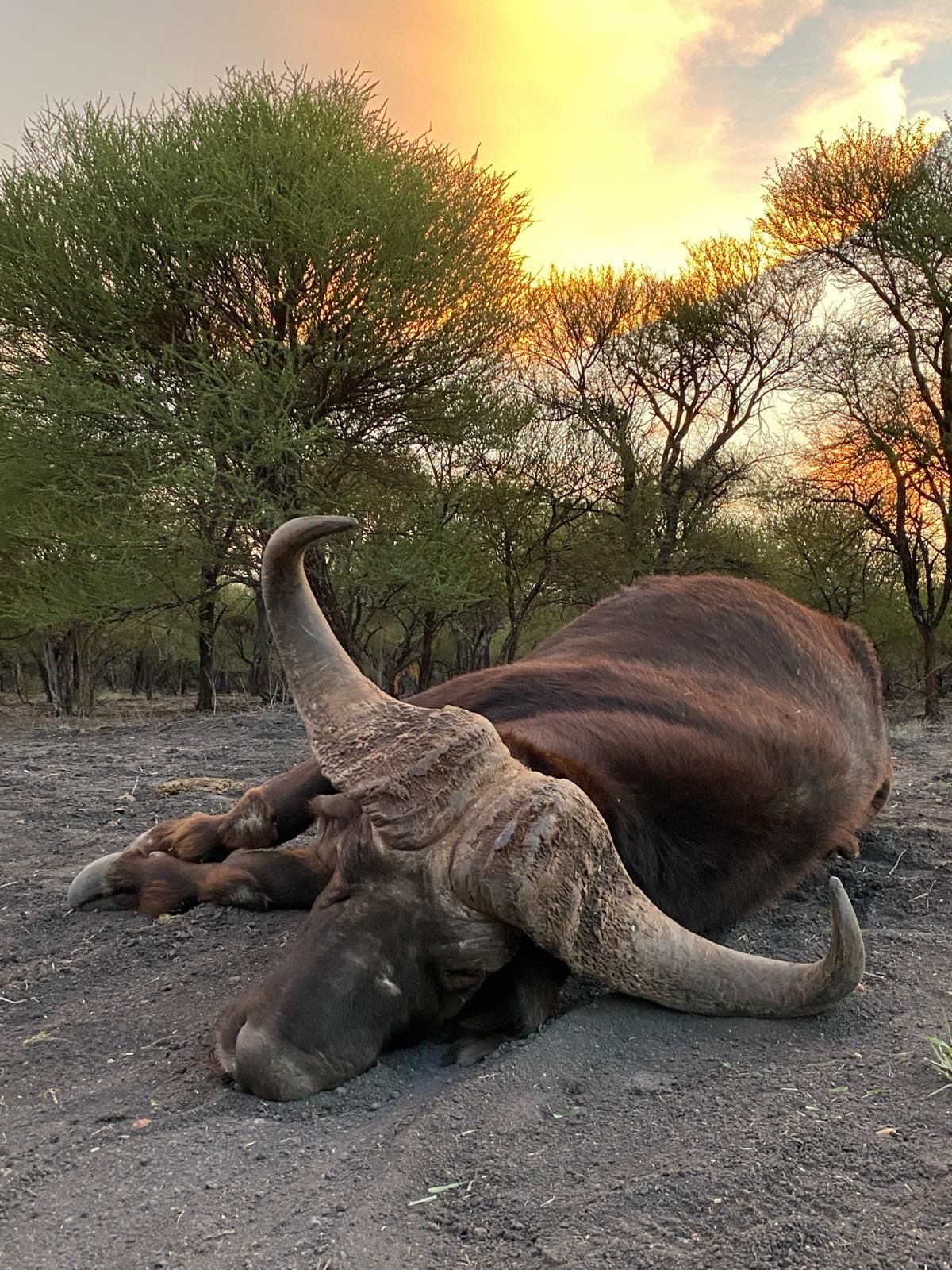 TROPHY BUFFALO UNDER AFRICAN SUNSET