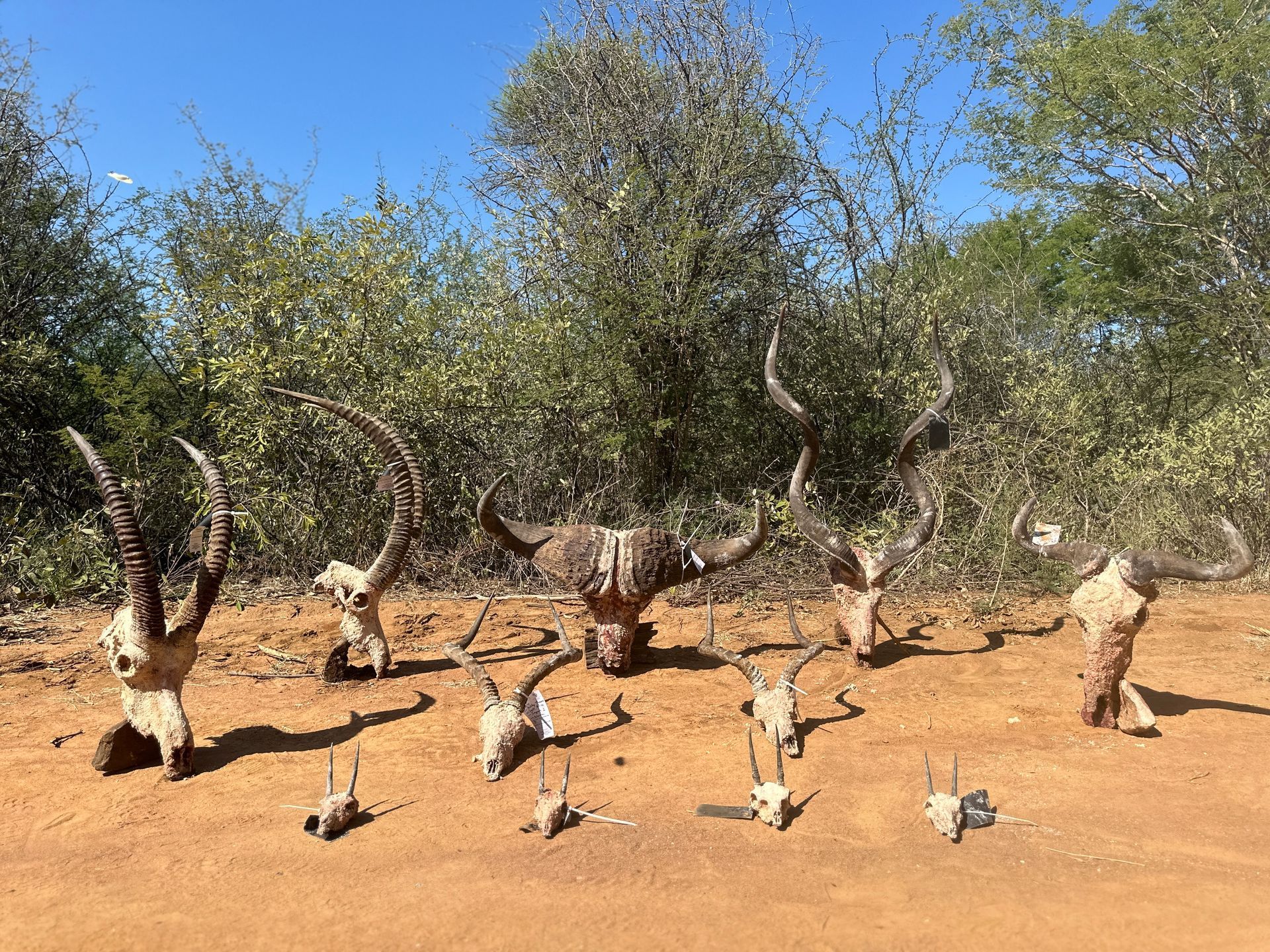 Skulls of various animals, including horns, displayed on the ground in a sunny outdoor setting.
