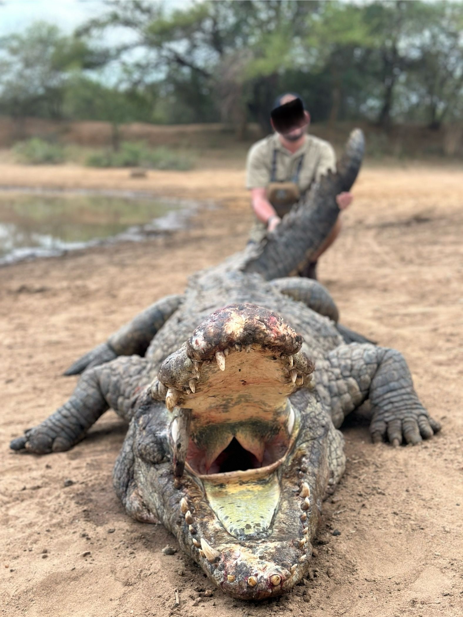 TROPHY CROCODILE