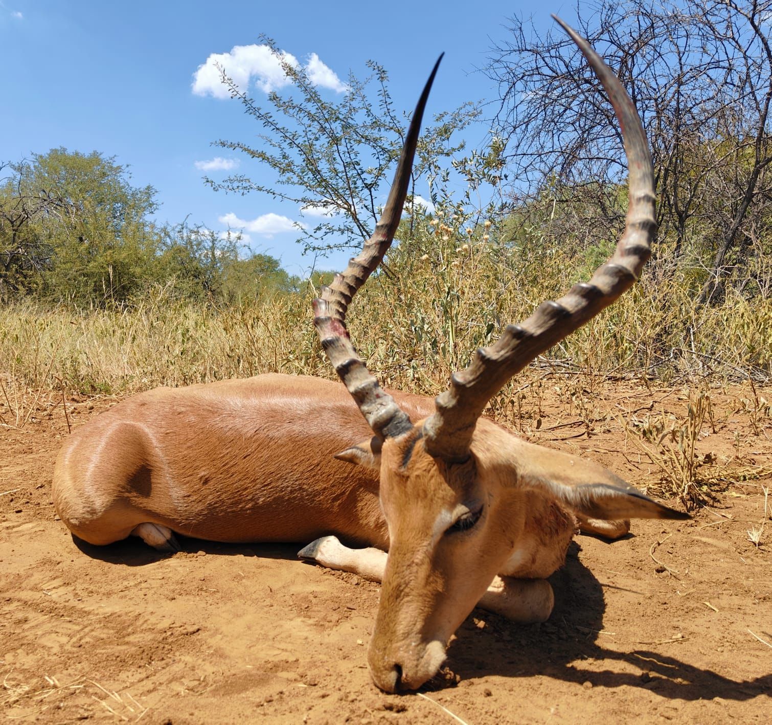 TROPHY IMPALA RAM