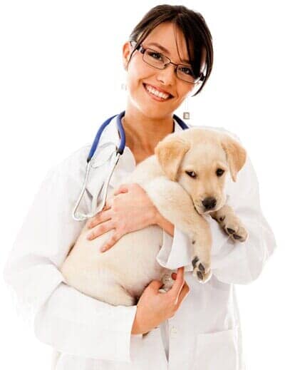 Cheap veterinarian hot sale