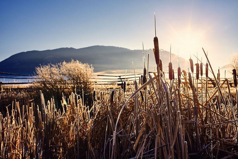 Sandy path through beach grass leads to the ocean under a pale blue sky.