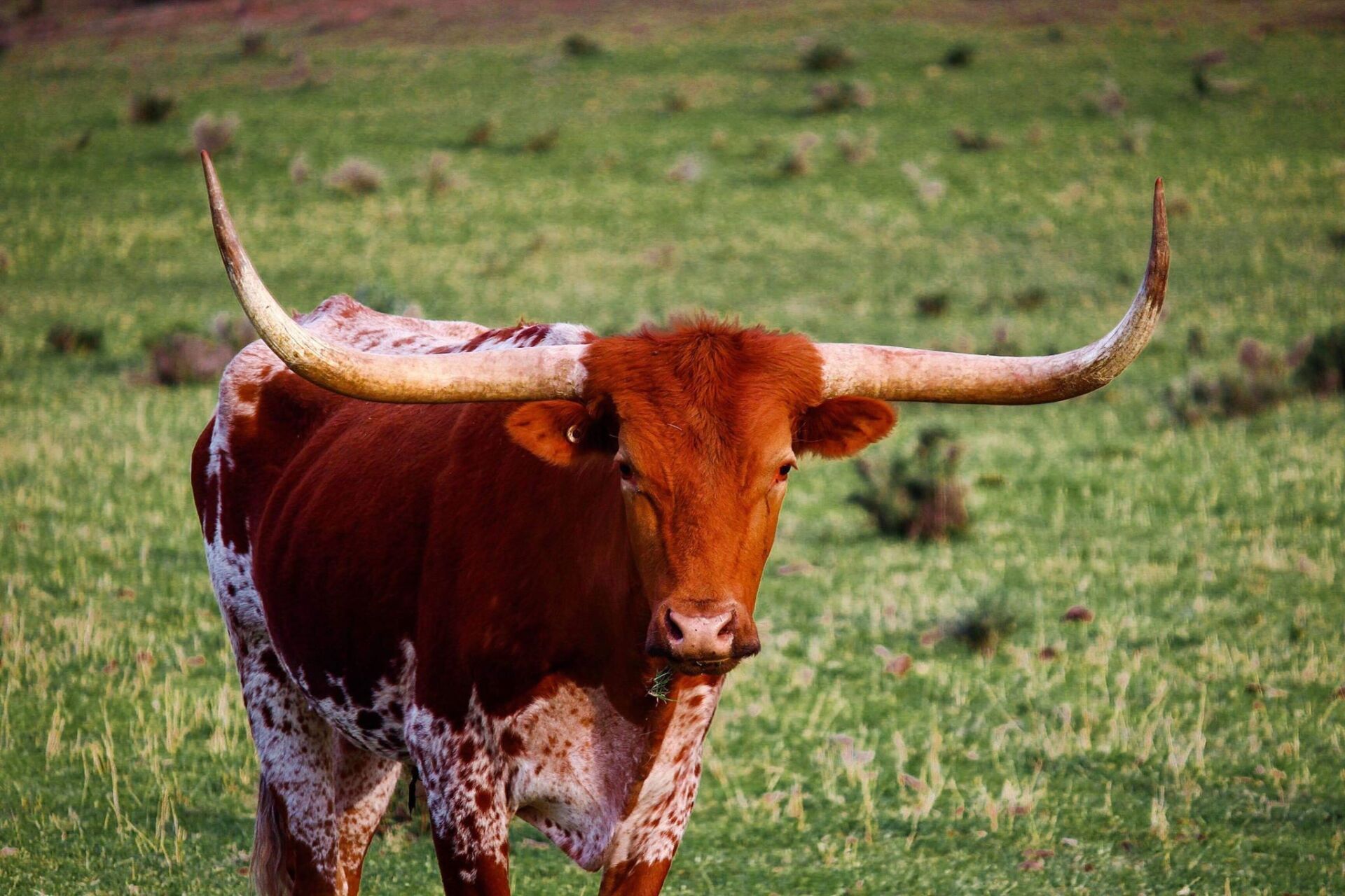 Greenvalley Bull in Field