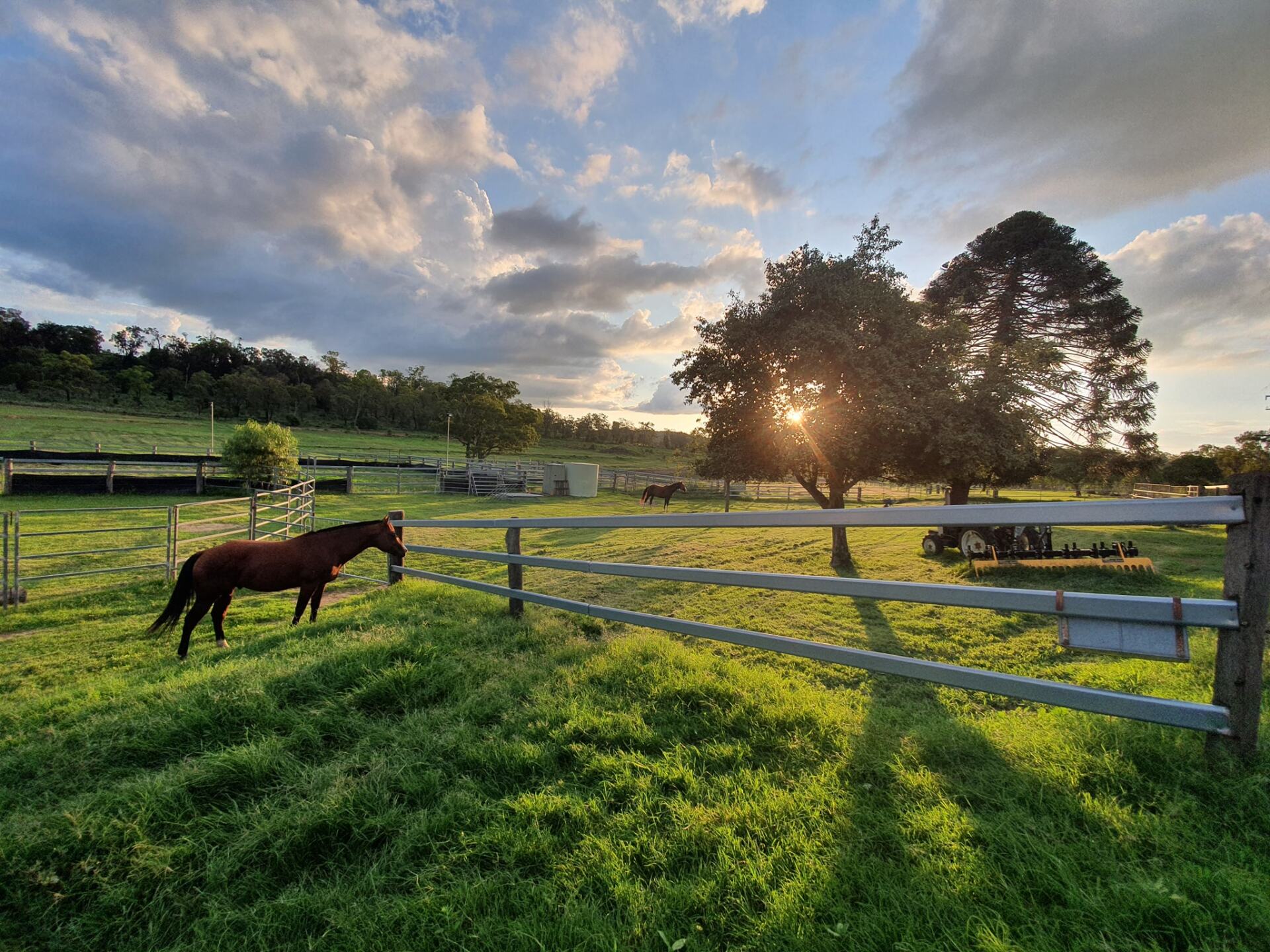 Greenvalley Field with Horses at Sunset