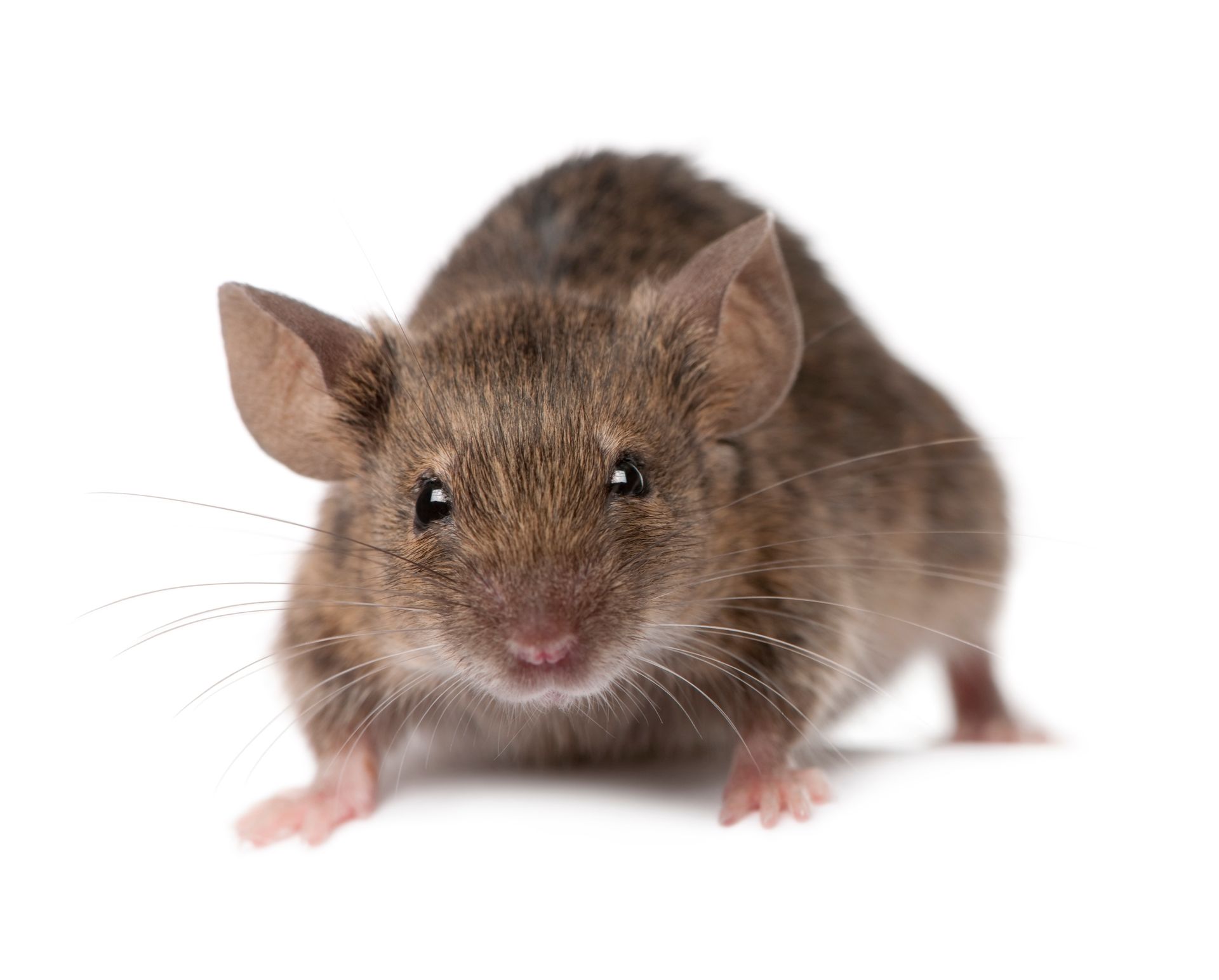 A brown house mouse looking directly at the camera against a plain white background.
