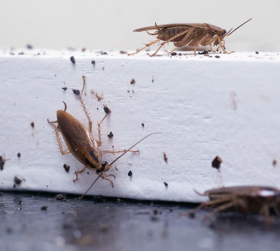 Several German cockroaches crawl on a white surface scattered with small dark debris.