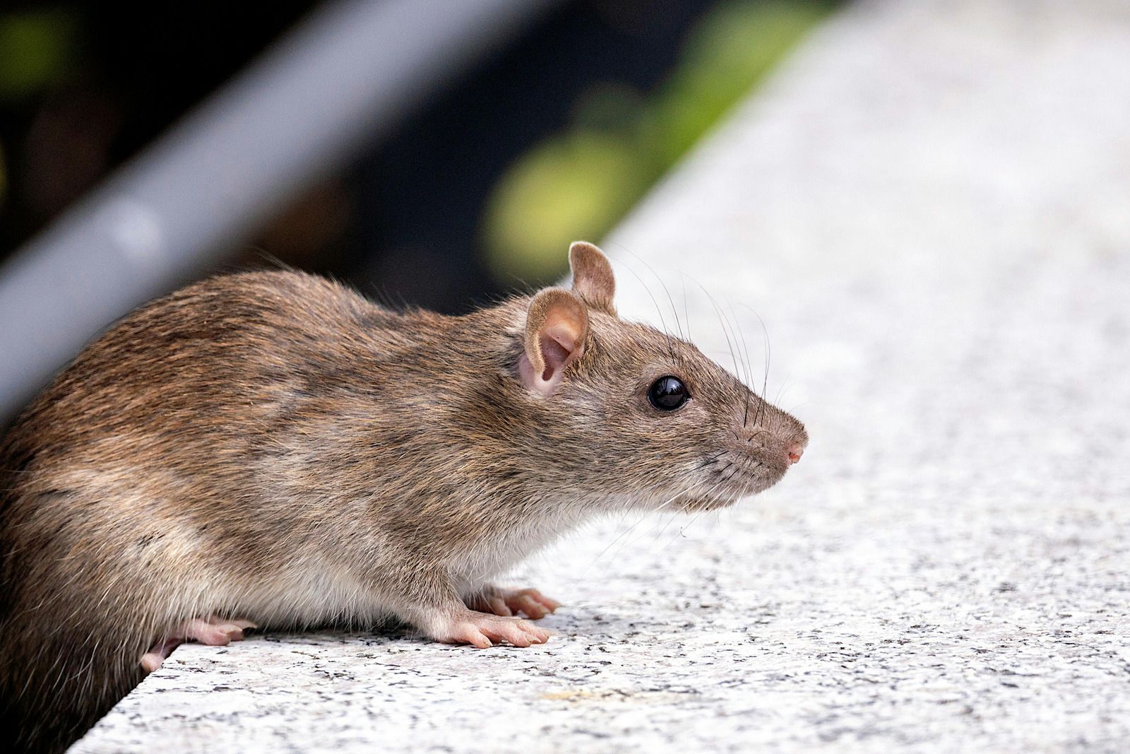 A brown rat standing on a speckled stone ledge, seen in profile against a blurred outdoor background.