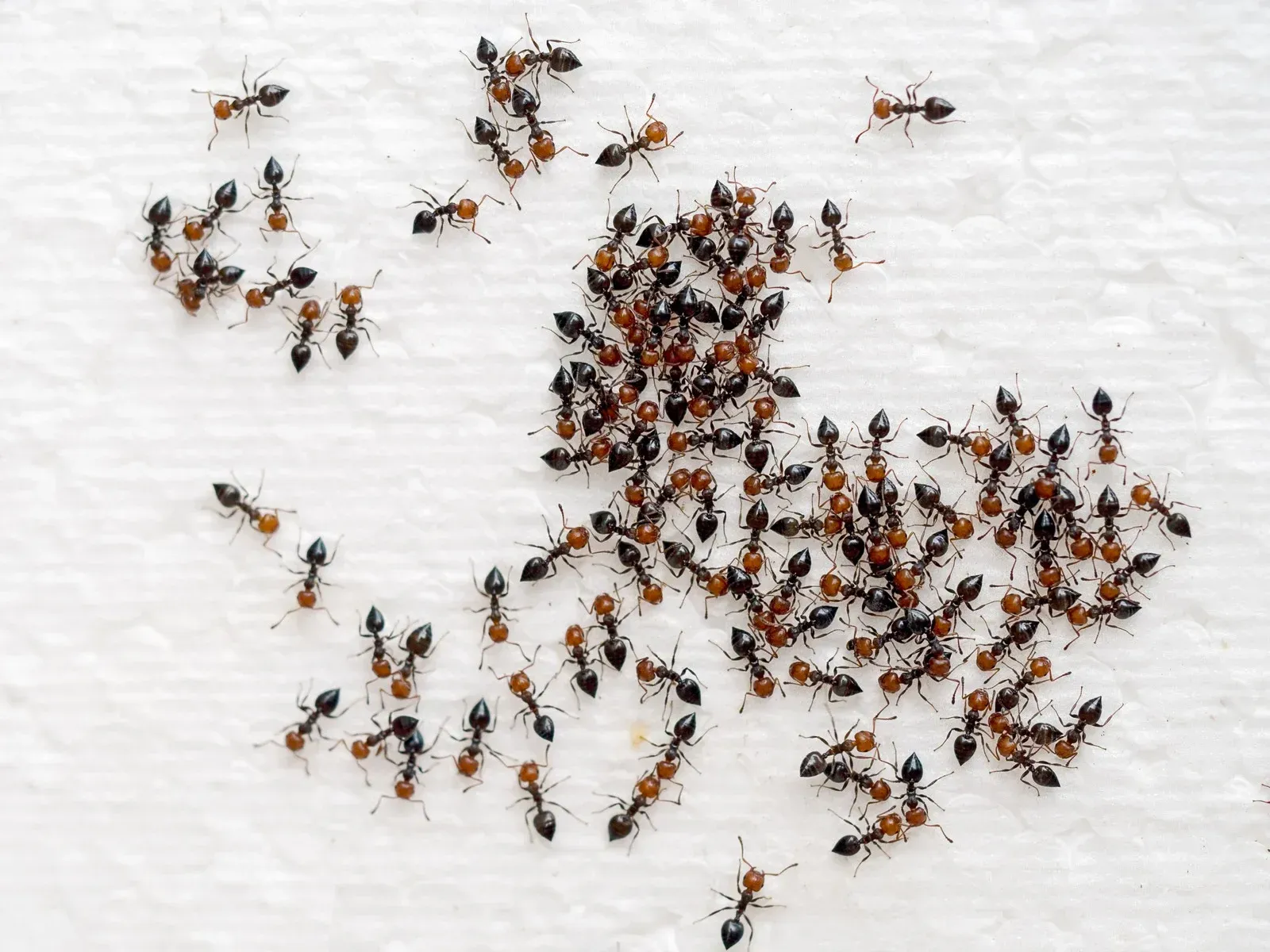 A large, dense cluster of small brown ants on a textured white surface, with several individual ants moving nearby.
