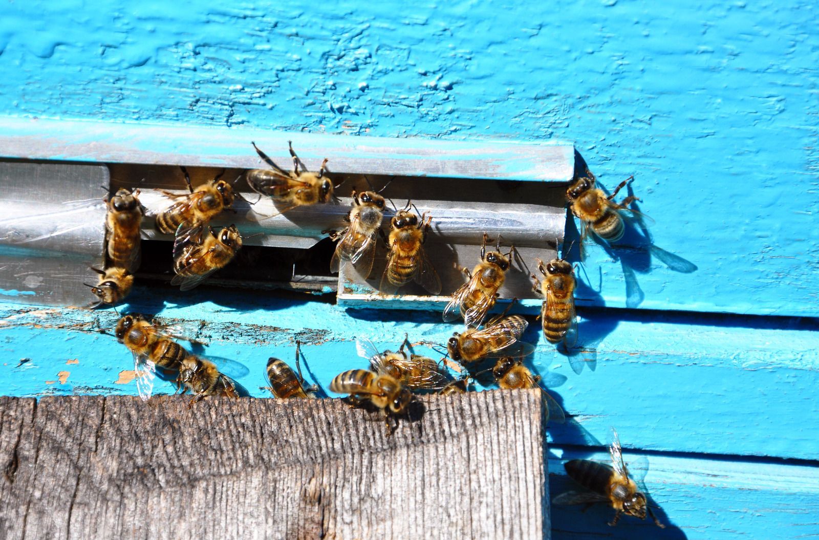 Honeybees gather at the entrance of a bright blue wooden beehive.