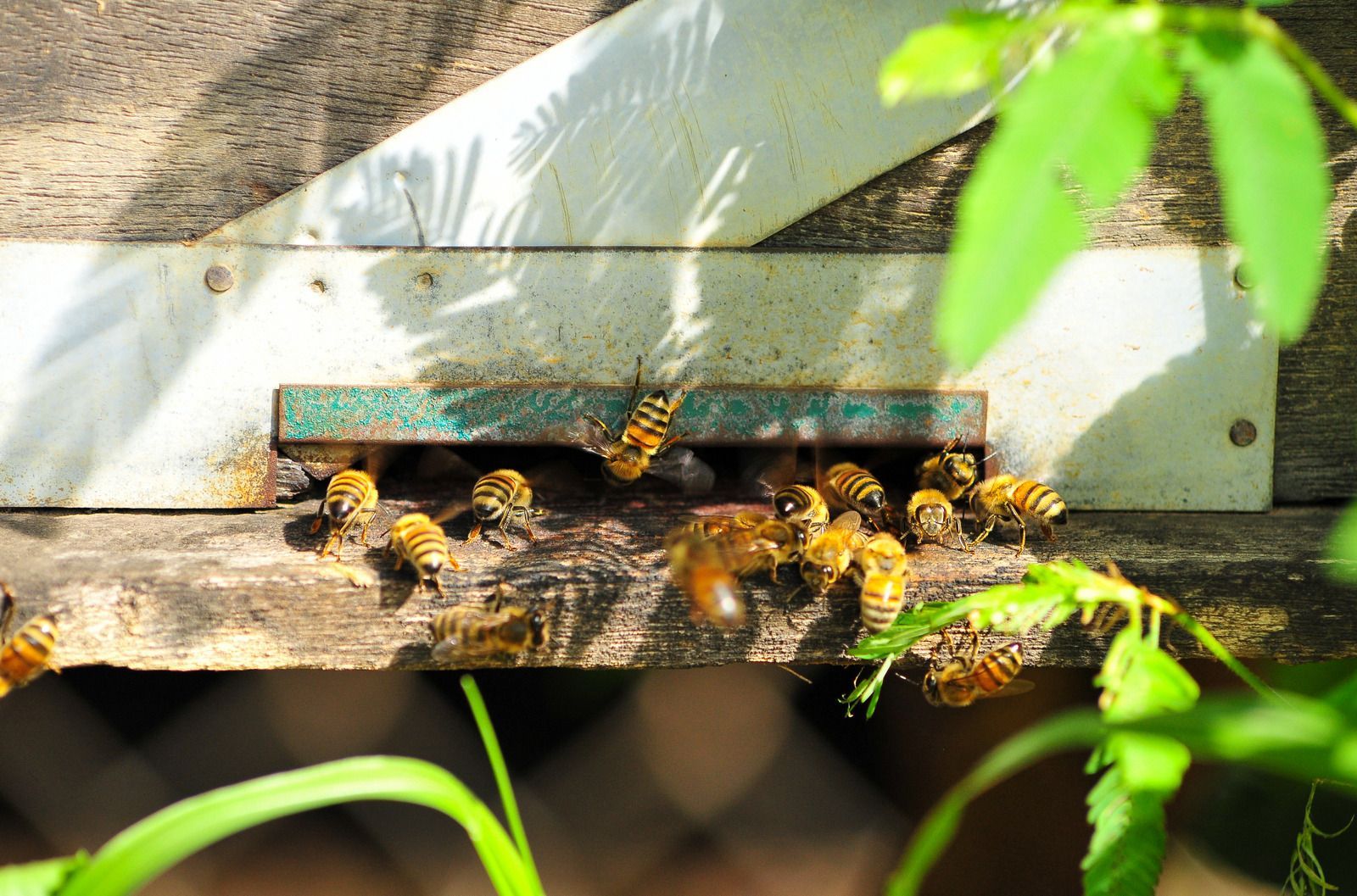 Honeybees crawl in and out of the narrow, rectangular entrance of a wooden beehive.
