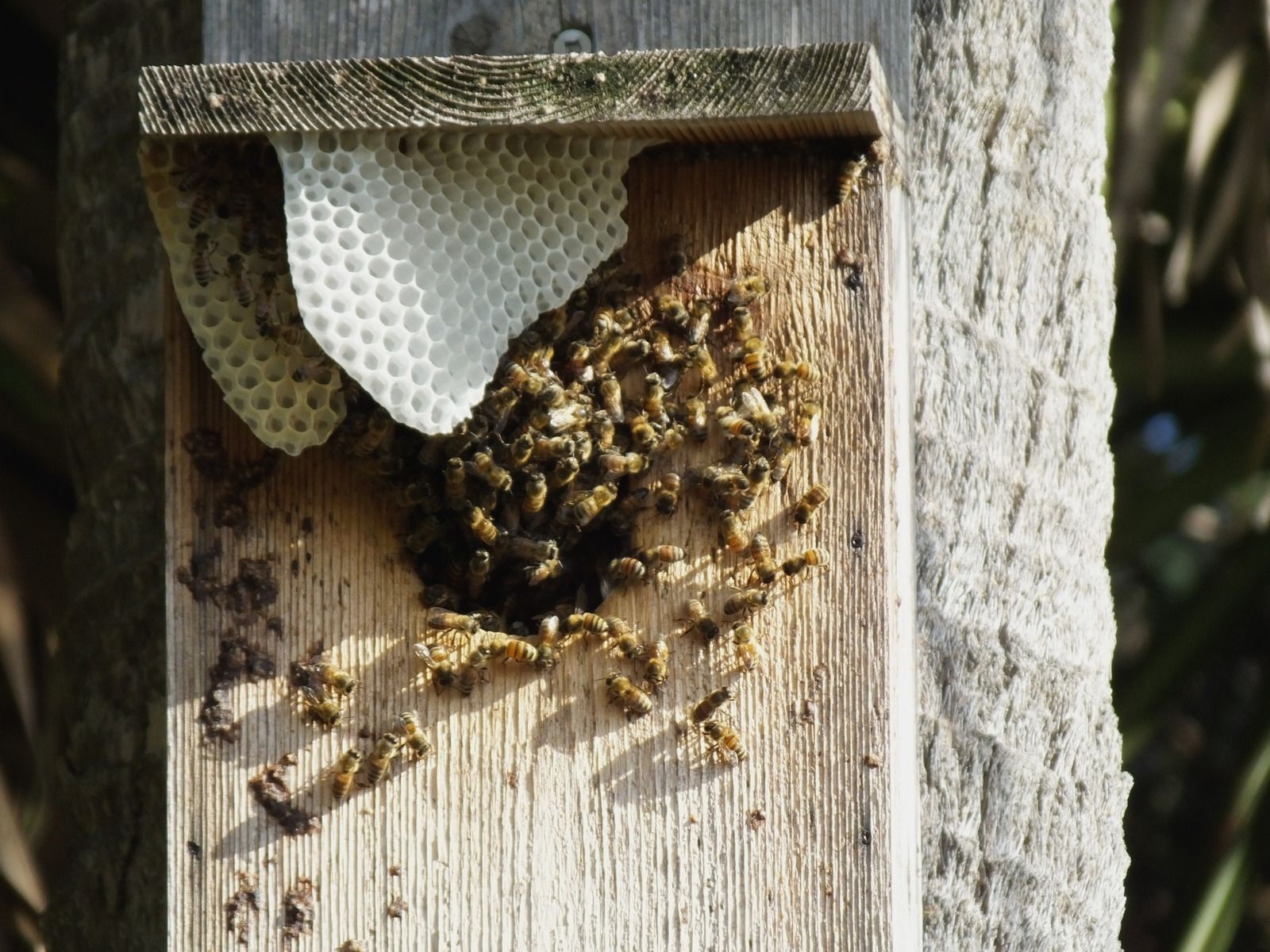 A cluster of bees gathered on a wooden board beneath newly built white honeycomb cells attached to a horizontal ledge.