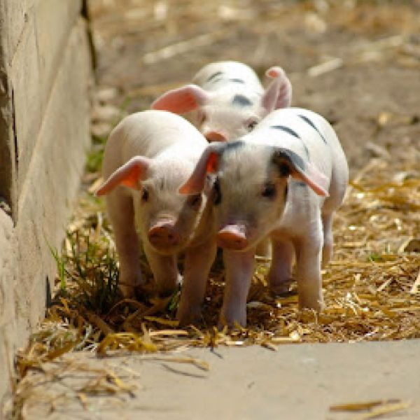 Picture of some piglets