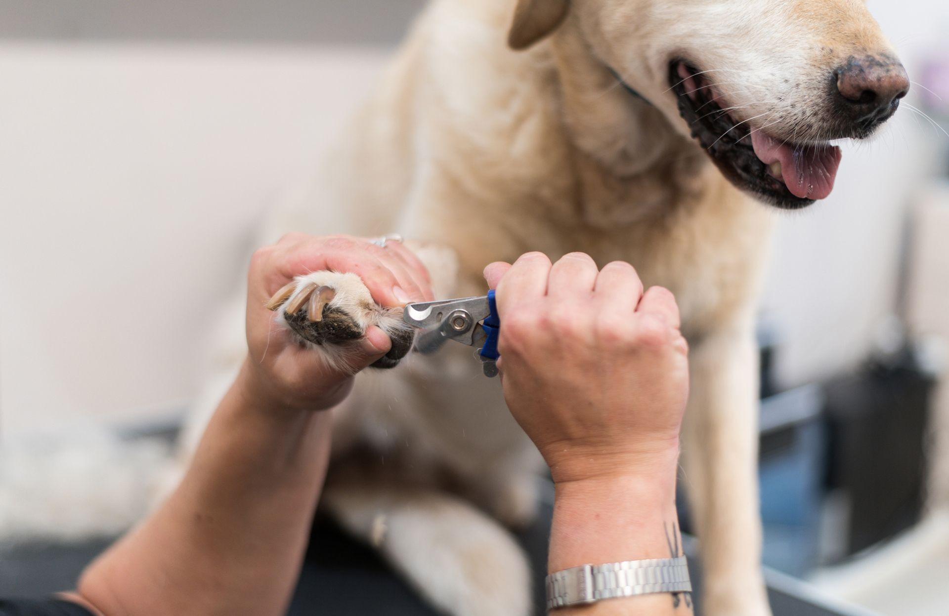 A person is cutting a dog 's nails with a pair of scissors.