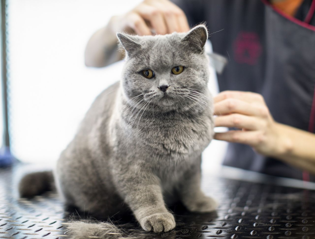 A person is brushing a gray cat on a table.
