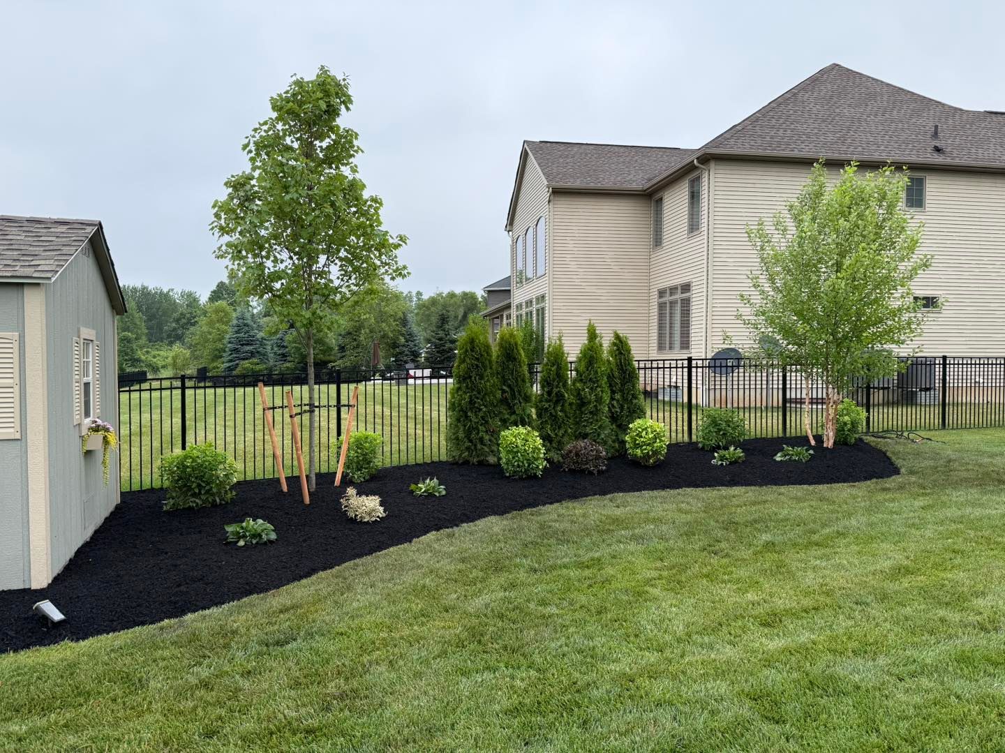 Backyard landscaping with black mulch, green shrubs, trees, and a black fence.