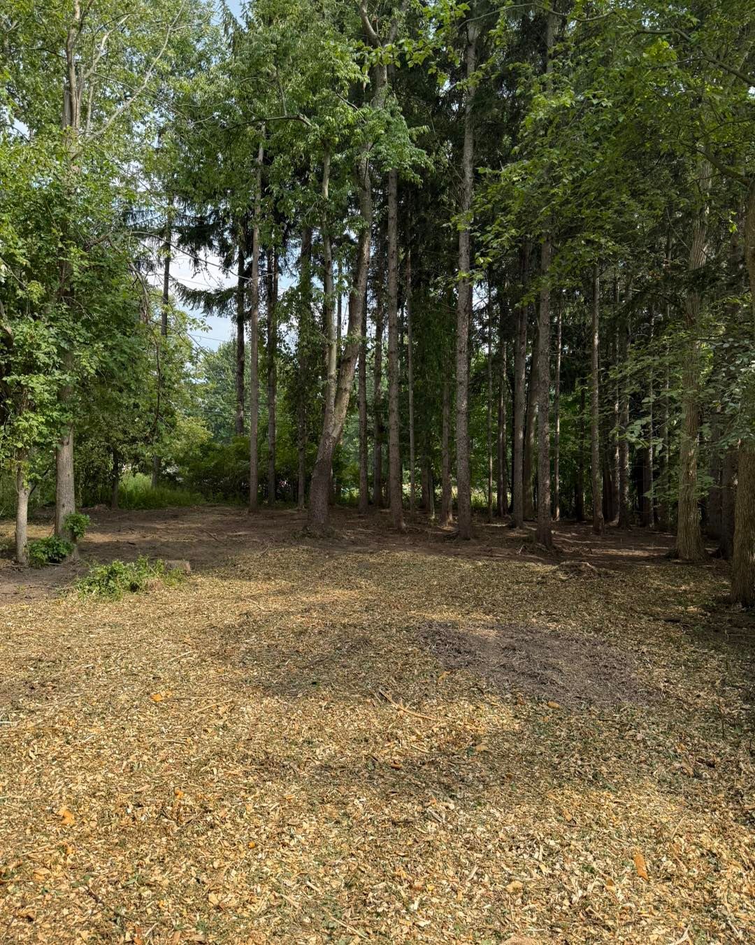 A cleared lot covered in brown leaves, backed by tall trees with green foliage under a blue sky. Land Clearing