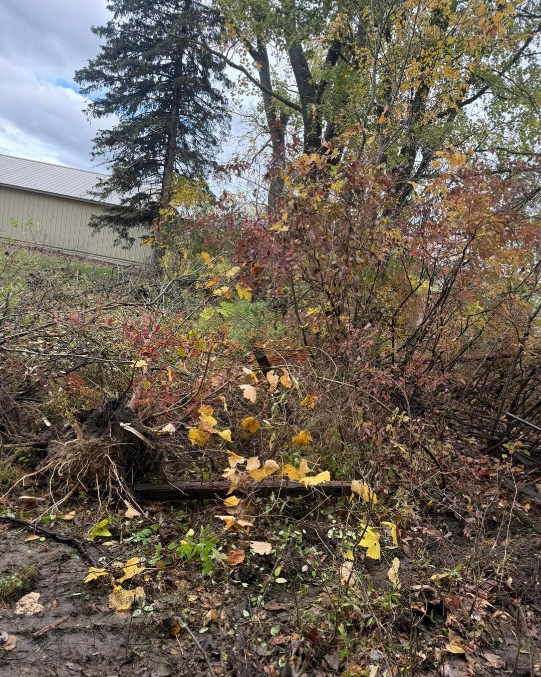 Autumn bushes with yellow and brown leaves, near a building and trees on a cloudy day.