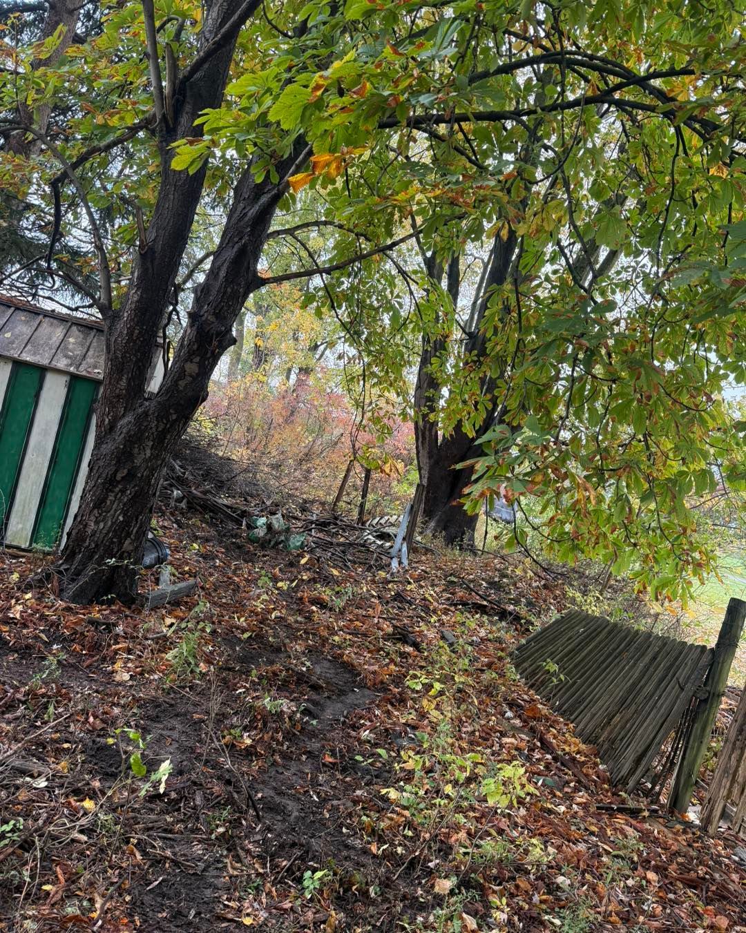 Trees with autumn leaves frame a hillside with fallen leaves, a dilapidated fence, and a green-striped building.