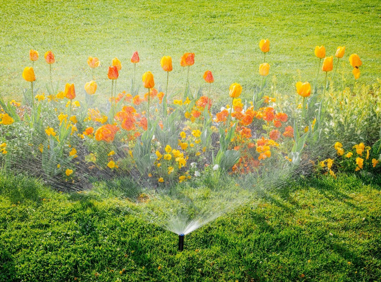 A sprinkler is spraying water on a bed of flowers in a garden.
